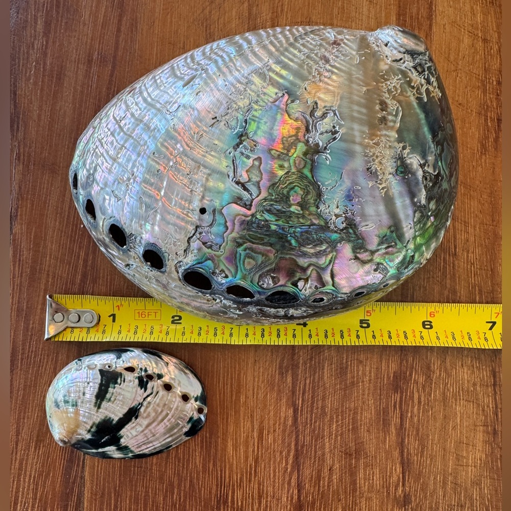 Iridescent Abalone Shells - Picture 5 of 7